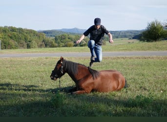 Pferdeausbildung und Reiterausbildung