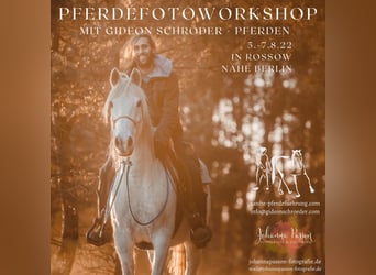 Pferdefotoworkshop mit Johanna Passon Kurs inkl. Verpflegung und Camping