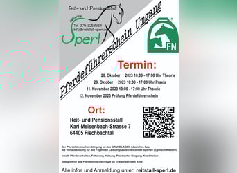 Pferdeführerschein Umgang 