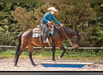 Pferdeführerschein Umgang und Westernreitabzeichen 4