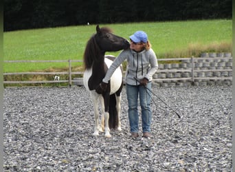 Reitpädagogik-Ausbildung/Fortbildung Pony-Motion®️