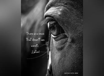 Sie haben ein Pferd mit Trauma?