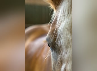 Vivez la magie des chevaux !