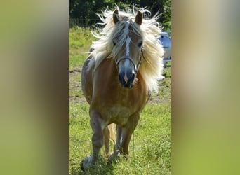 Vivez la magie des chevaux !