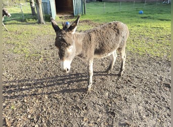 Eselhengst Merlin 2Jahre alt 