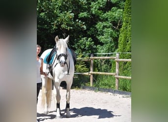 Foal prospect from YOQUESE II