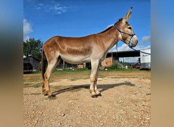 RED HAWK — ÂNE MÂLE EN SADDLE DONKEY, 14,2 hh, inscrit, à la démarche fluide et imposante