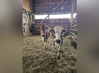 Zwei Bio Zebu Rinder Zwergzebu ca. 1 Jahr alt weiblich