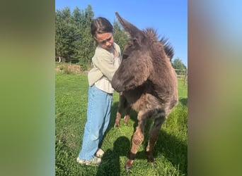 Ânesse la plus douce