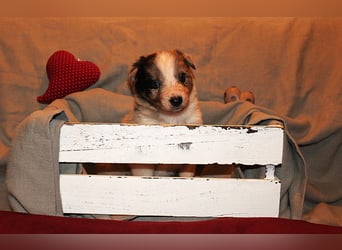 Border Collie Welpen aus Hütelinien 