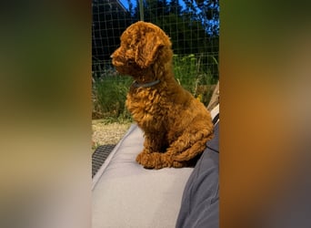 Je vends un Caniche Toy