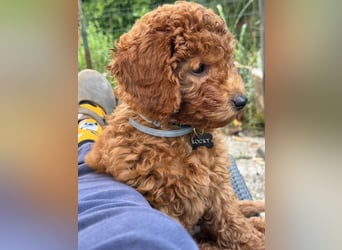 Je vends un Caniche Toy
