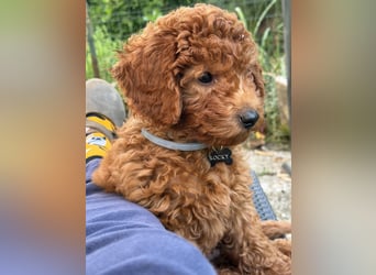 Je vends un Caniche Toy