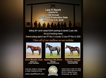 Lazy K Ranch's 14th Annual Fall Color Production Sale