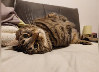 Propose une garde ou une pension pour chats au sein d'une famille engagée dans la protection animale