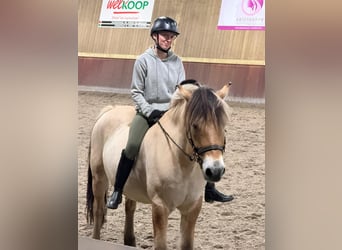 🐴 RECHERCHE PONEY/cheval