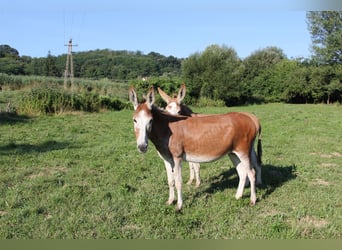 Seltene rote Esel – Mutter (9) & Tochter (2) abzugeben