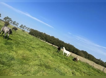 Aire d'été pour pâturage, Nordsee