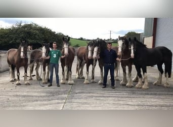 Cherche cavalier / cavalière