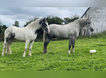 Cherche cavalier / cavalière