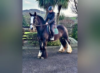 Cherche cavalier / cavalière