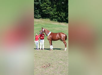 Cherche cavaliers pour jeunes chevaux