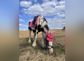 Suche Reitbeteiligung (Reiter sucht Pferd)