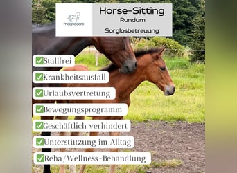 „Horse-Sitting“ und Pferdepflege!  Stallfrei mit gutem Gewissen im Raum München und Starnberg 