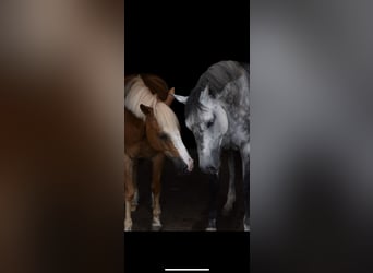 Stallhilfe Aushilfe / Minijob Mo.-Fr.