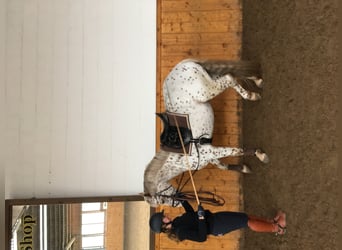 2 Ausbildungsplätze Pferdewirt Schwerpunkt Reiten und Haltung und Service 2022