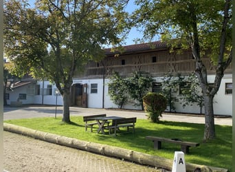 Ausbildungsplatz zum Pferdewirt (m/w/d) frei !!