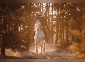 Werde Pferdetrainer Infotag 3.12.22 Ausbildung Co-Trainer Praktikum Beritt Horsemanship