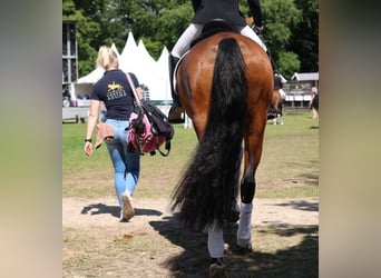 Cherche groom (h/f/d) pour chevaux