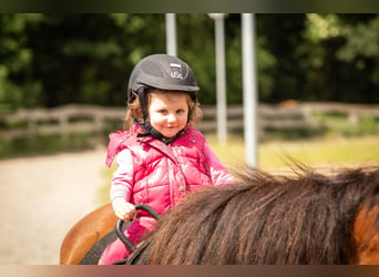 Enseignant(e) d'équitation (H/F/T) pour un centre d'élevage d'Islandais (niveau C, spécialiste en ét