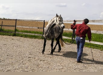 HORSEMANSHIP | TRAINING | COACHING | Reitunterricht Western