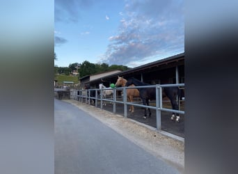 Pferdefachfrau/-mann EFZ / Reitlehrerin / Bereiterin 100% mit Verantwortung für den Reitschulbetrieb