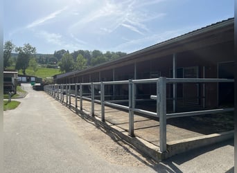 Pferdefachfrau/-mann EFZ / Reitlehrerin / Bereiterin 50% - 100% (Temporär Möglichkeiten anfragen)