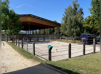 Pferdefachfrau/-mann EFZ / Reitlehrerin / Bereiterin 50% - 100% (Temporär Möglichkeiten anfragen)