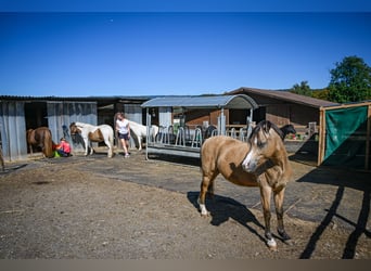 Pferdefachfrau/-mann EFZ / Reitlehrerin / Bereiterin 50% - 100% (Temporär Möglichkeiten anfragen)