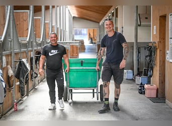Pferdefachfrau/-mann EFZ / Reitlehrerin / Bereiterin 50% - 100% (Temporär Möglichkeiten anfragen)