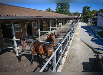 Pferdefachfrau/-mann EFZ / Reitlehrerin / Bereiterin 50% - 100% (Temporär Möglichkeiten anfragen)