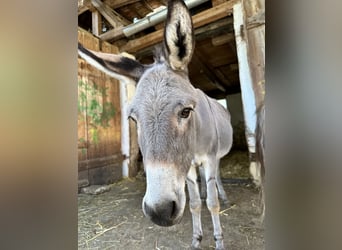 Recherche d’un responsable du centre équestre à l’hôtel Reiterhof Altmühlsee