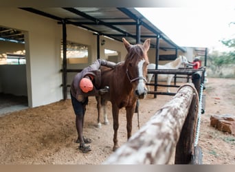 Reitlehrer*in / Pferdewirt*infür Reiterhof in Botswana in Dauerstellung