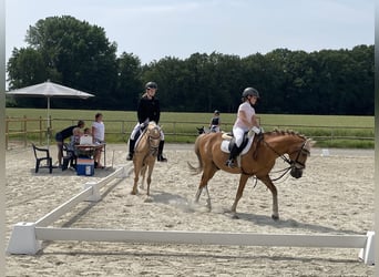 SUChEN Reitlehrerin für Kinder im Reitverein in Münster!