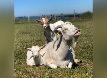 Werde Reitlehrer/in für Kinder an der Ostsee