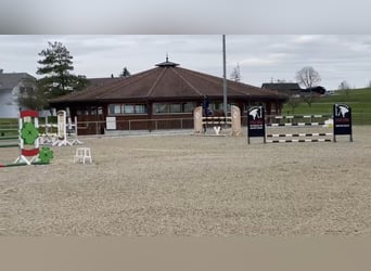 SHOW/HOME GROOM POSITION AVAILABLE IN SWITZERLAND
