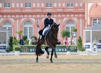 Pferdepfleger-/in (Vollzeit) gesucht