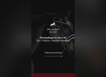 Pferdepfleger/in / Stallhilfe / Reiter/in gesucht 