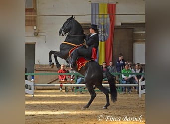 Bereiter (m/w/d) nach Bad Ems gesucht für spanische Pferde