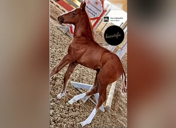 Cavalier de saut d'obstacles (h/f/d)